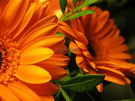 非洲菊,葉子,鮮花