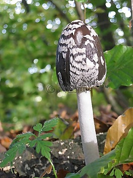蘑菇,森林,秋季