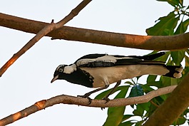 喜鵲云雀,鳥,白