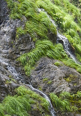 性質(zhì),苔,廠