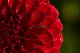 嬌琴紗,紅色,粉紅色