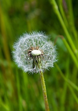 草,性質(zhì),廠