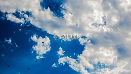天空,云,鳥