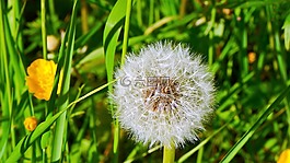 蒲公英,關(guān)閉,廠