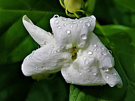 花,白,雨滴