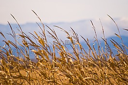 關(guān)閉,注冊(cè),草