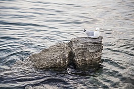 海鷗,石,海
