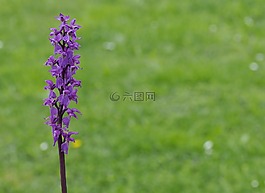 蘭花,廠,指出花
