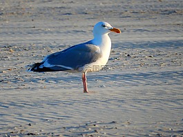 鳥(niǎo),海鷗,海灘