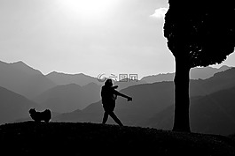 樹,日落,景觀