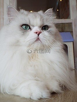 貓,休息,放松