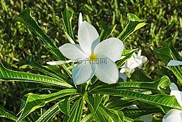 花,白,春