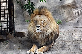 獅子,動(dòng)物,男性