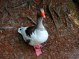 鵝,動(dòng)物,鳥(niǎo)