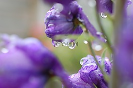 雨滴,開花,關(guān)閉