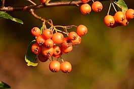 rowanberries,橙,浆果