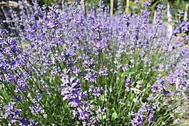 薰衣草,花園,花