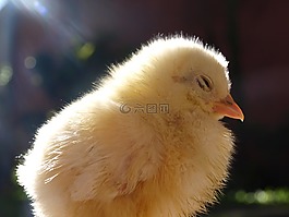 小雞,牲畜,年輕