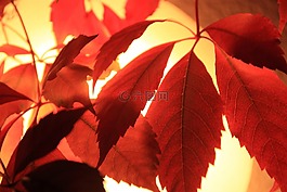 紅葉,秋季,葉子