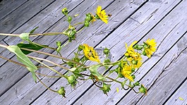 植物區(qū)系,鮮花,黃色