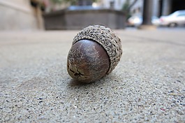 橡子,螺母,自然
