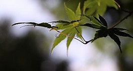 叶,分支机构,性质