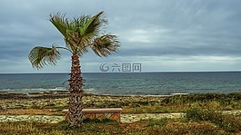 棕櫚樹(shù),沿海路徑,海