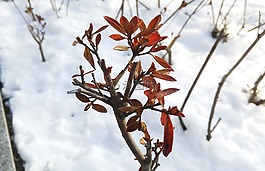 葉子,木材,雪