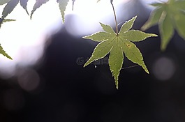 叶,分支机构,性质