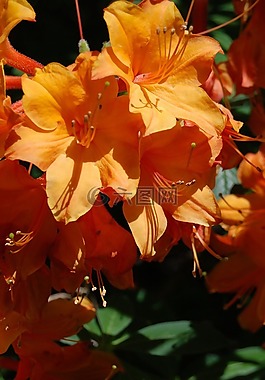 映山紅,橙色,花