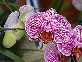 花,粉紅色的蘭花,異國情調(diào)