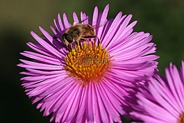 marcinek,蜜蜂,休息