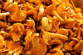 蘑菇,chanterelles,食用