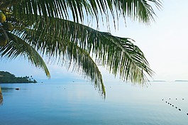 海,棕榈,蓝色
