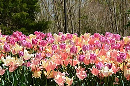 郁金香场,鲜花,春