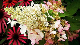 植物區(qū)系,鮮花,夏天