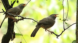 鳥,野生動物,自然