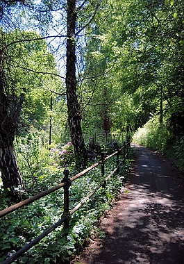 通路,林地,森林