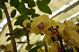 鮮花,蘭花,黃色的花