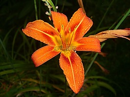花卉,夜,原