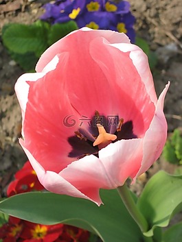郁金香,花,粉紅色