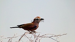鳥,野生動物,納米比亞