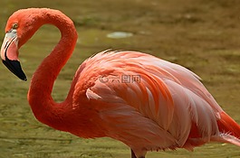火烈鳥(niǎo),粉紅色,野生動(dòng)物