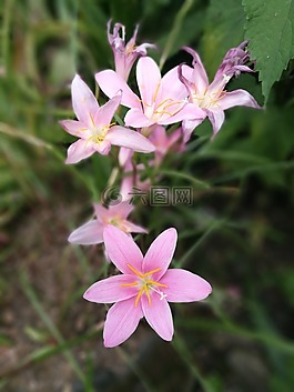 水仙花,盛開,手機拍攝