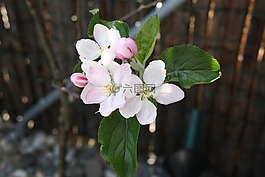 花,廠,白