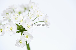 花,鮮花,白
