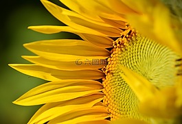 向日葵,太陽花,夏季