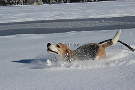 狗,雪,樂趣