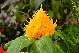 植物célosia,黄色,绿色的树叶