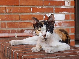 貓,迷路,動物